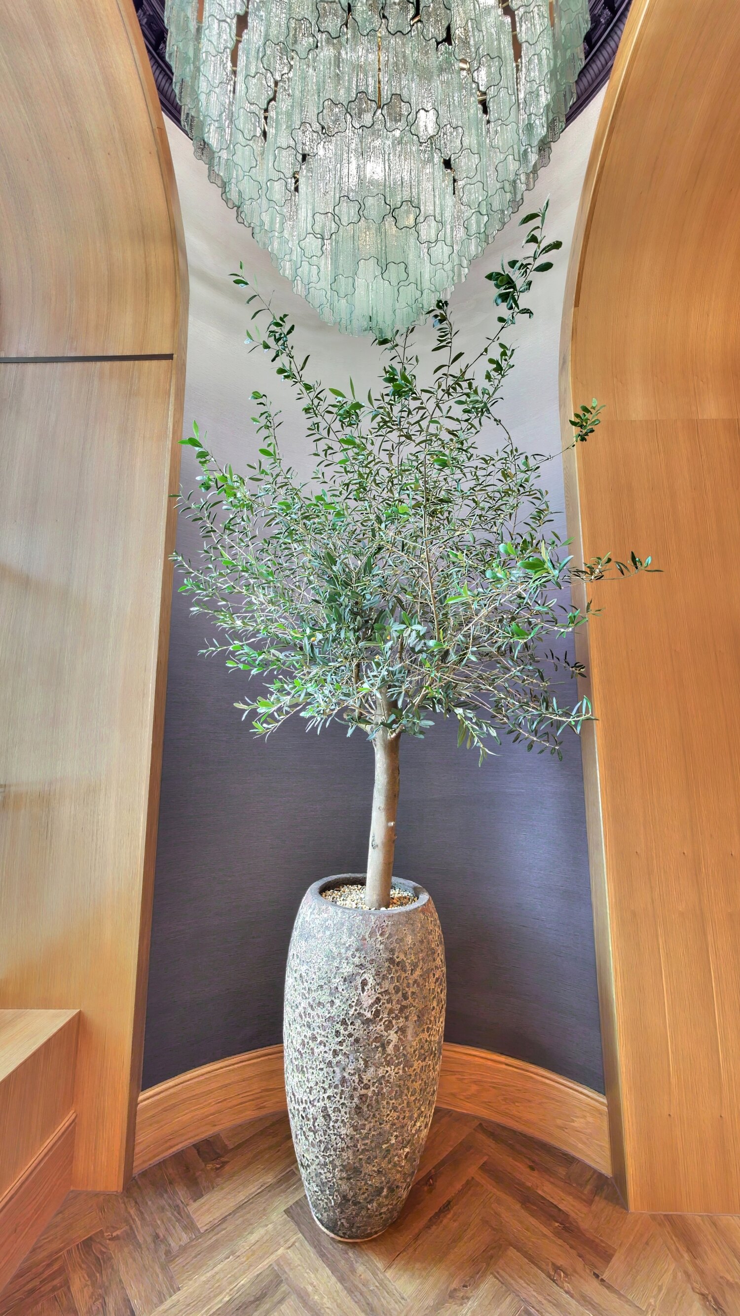 A potted olive tree rising toward an ornate glass chandelier in the panelled entrance, with an arched window beyond